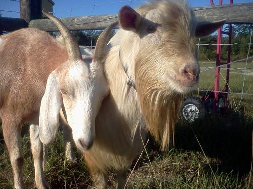 Honey Girl and Wrangell during breeding season fall 2012 at Trevathan Goat